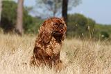 KING CHARLES SPANIEL 130